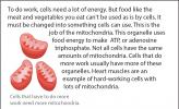 Illustration of cell mitochondria.