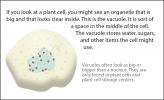 Illustration of cell vacuole.