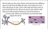 Illustrations of nerve cells and muscle cells