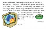 Illustration of a plant cell and a chloroplast.