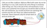 Illustration of a microscopic view of a cell membrane.