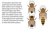 An illustration of the different kinds of bees in a colony: worker, drone, and queen