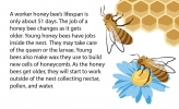 Illustrations showing a bee on a flower and on honeycomb
