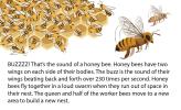 Biology Reading Flashcards - Bees | Ask A Biologist