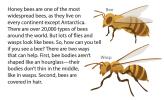 An illustration showing a bee versus a wasp