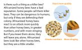 An illustration pointing out key different traits found in Africanized bees.