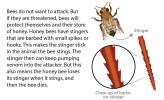 An illustration looking at a bee stinger close up.