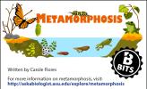 Metamorphosis color illustration, showing a butterfly and a frog metamorphosing.