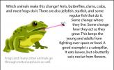 An illustration of a frog catching a fly.
