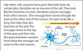 Illustration of neuron anatomy