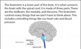 Illustration showing brainstem anatomy.