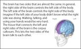 Illustration showing the two sides of the human brain.