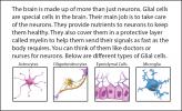 Illustration of different glial cell types