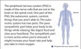 Illustration of the peripheral nervous system.