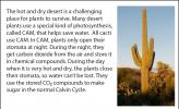 A picture of a saguaro cactus, which uses CAM photosynthesis