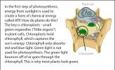 An illustration of a plant cell that points out a chloroplast