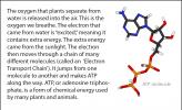 An illustration of an ATP molecule