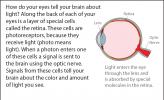 Illustration showing the eye's retina and optic nerve.