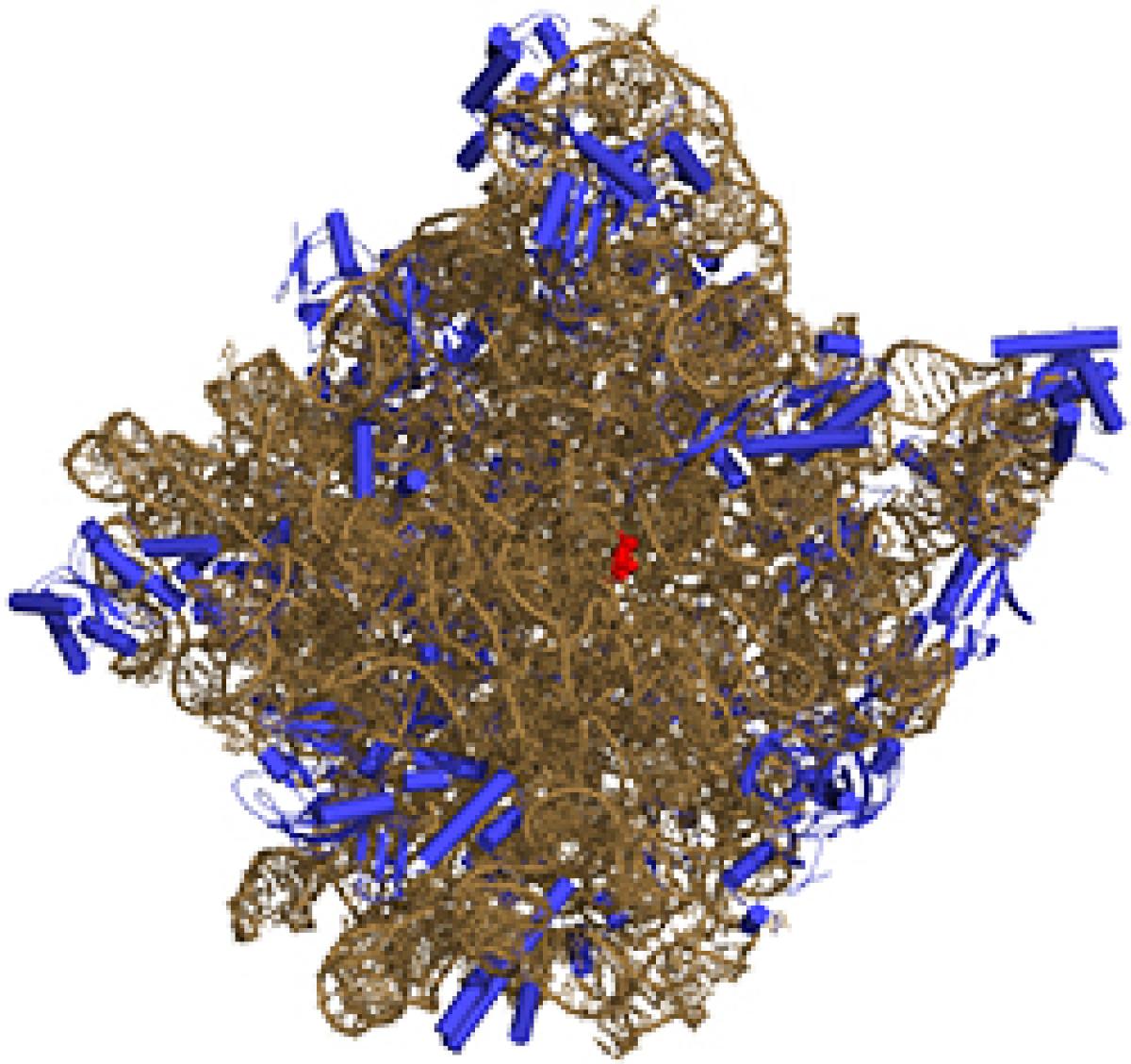 Which came first, the ribosome or the protein?