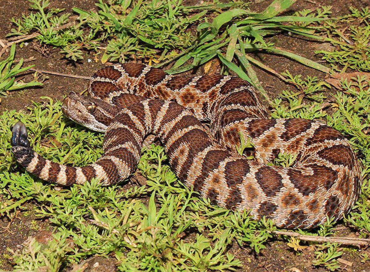 A northern pacific rattlesnake laying on some patchy green vegetation