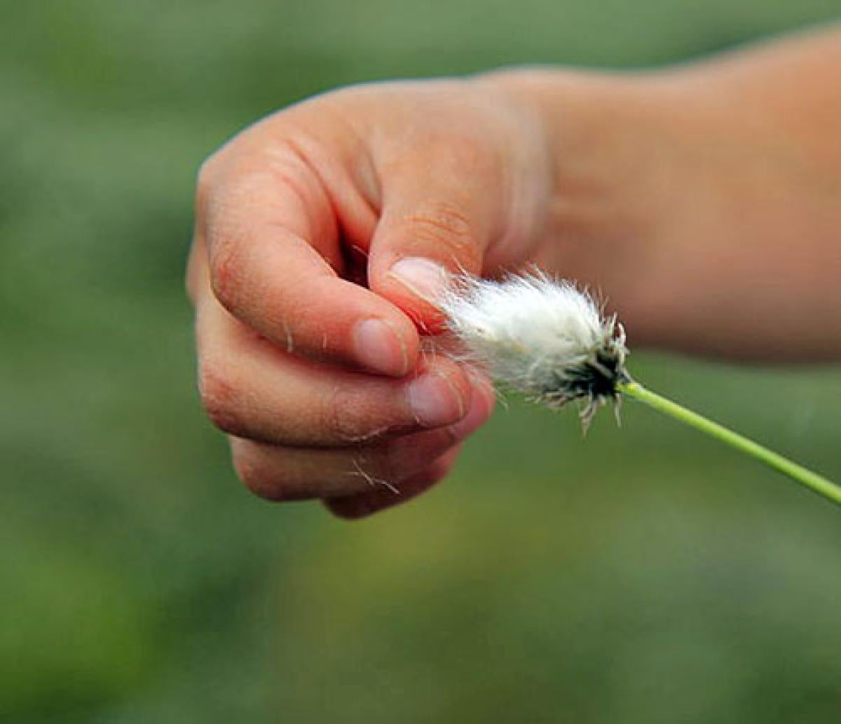 Hand touching cottony flower