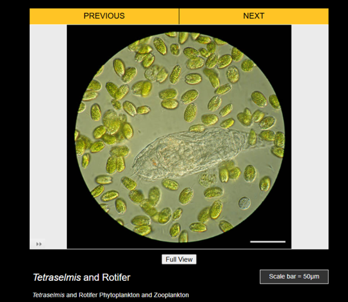 Phytoplankton zoom gallery