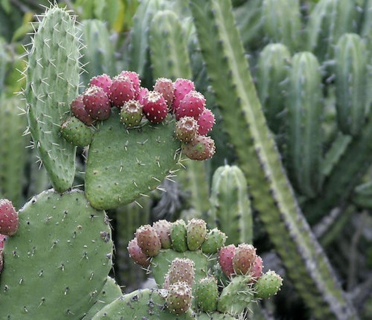 nopal