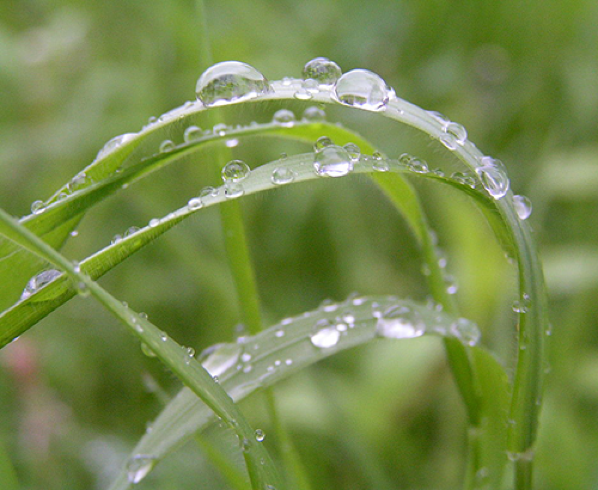acqua su una pianta
