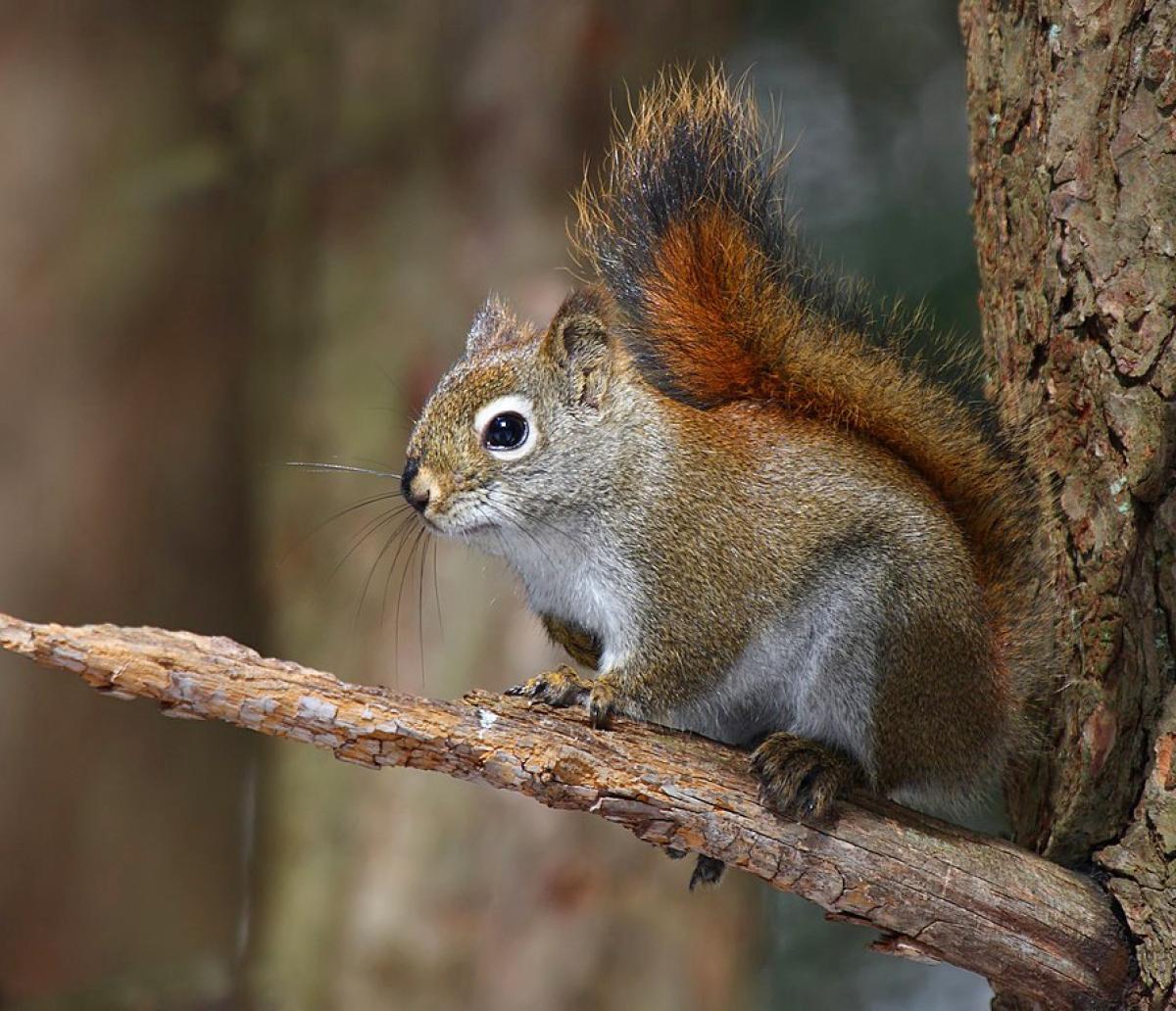 A red squirrel, Tamiasciurus hudsonicus, sitting on a dead branch of a pine tree