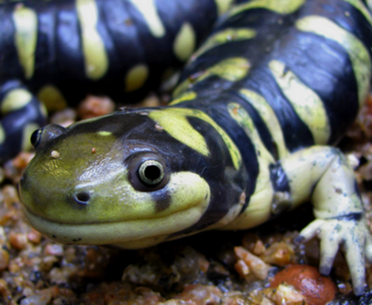 Tiger Salamander