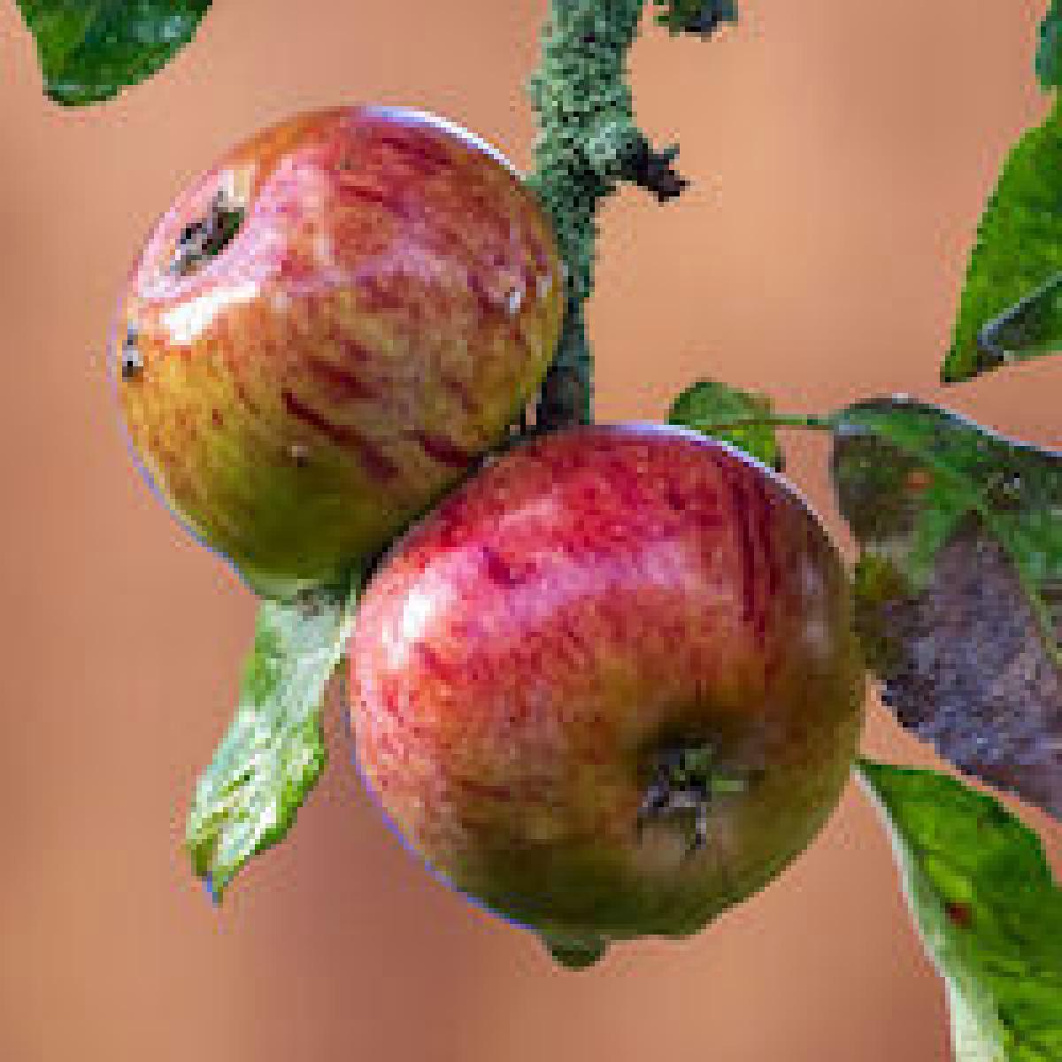 Two wet apples still attached to the tree