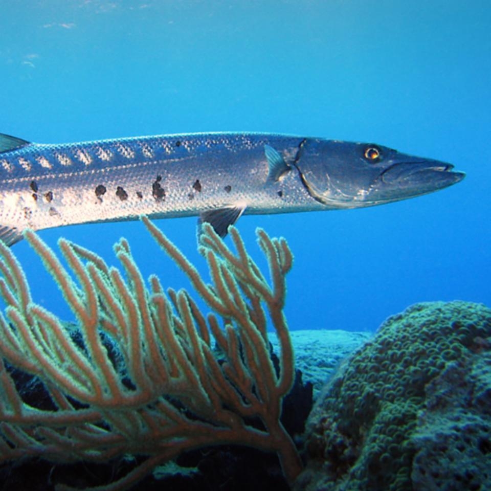 Barracuda, an elongate fish
