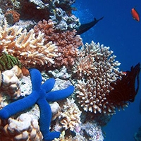 Blue seastar on a coral reef.