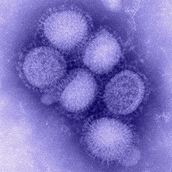 Influenza virus colorized image from the CDC