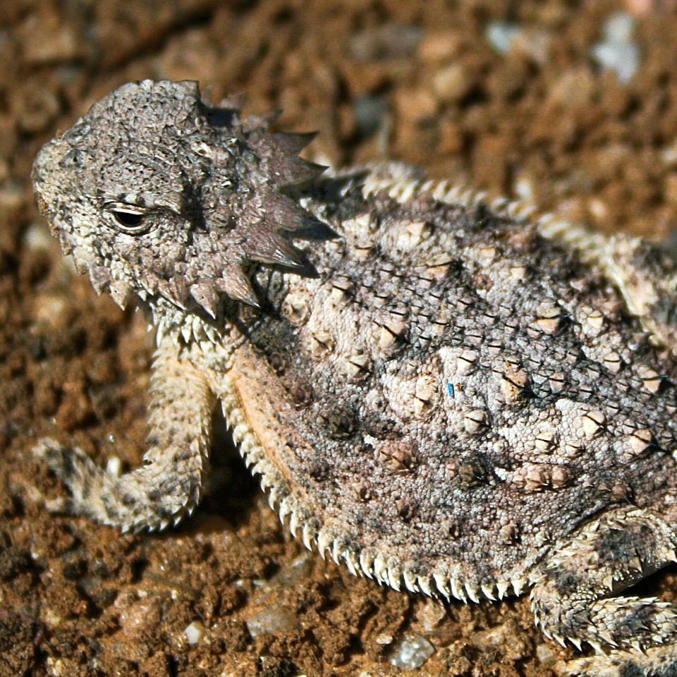 A horned lizard on a background of rocks
