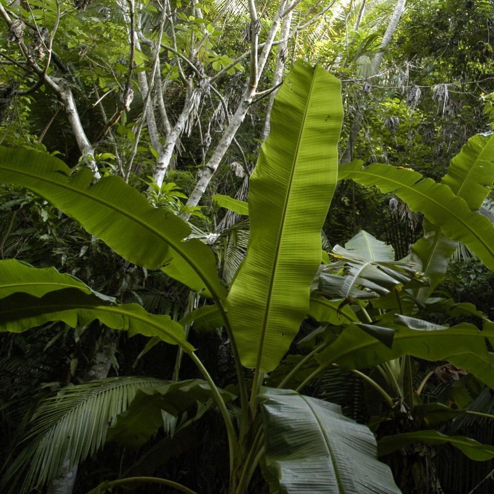 Plants in the rainforest