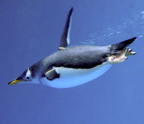 Penguin swimming, looks like it is flying through water