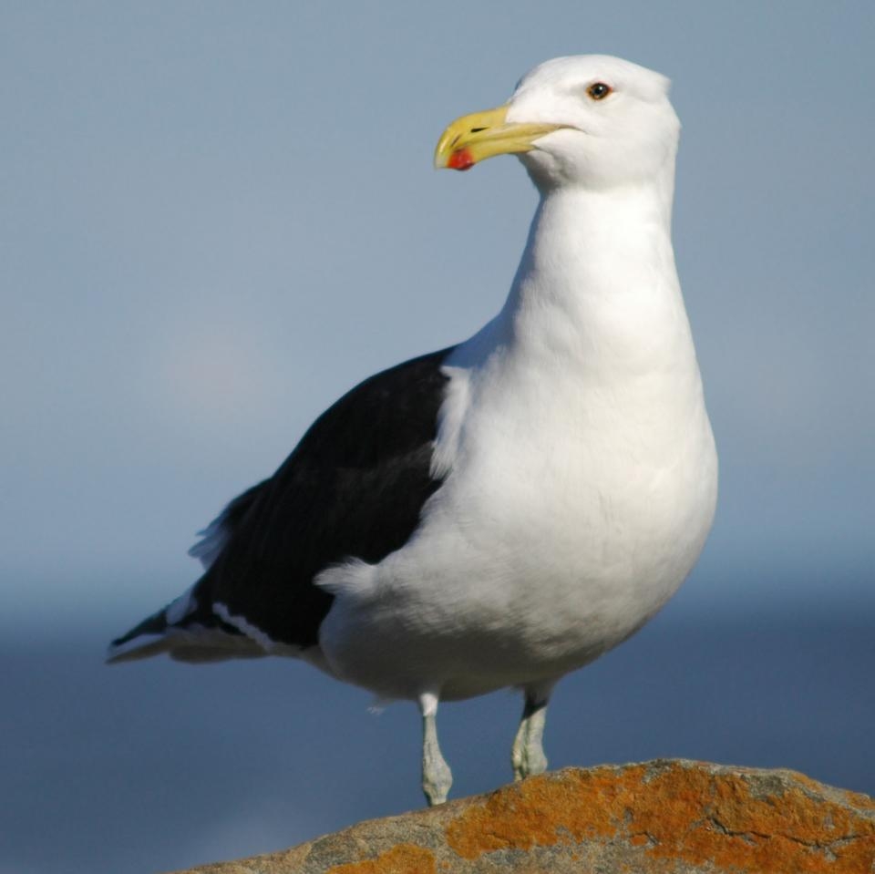 A white and black seagull with an orange and red beak