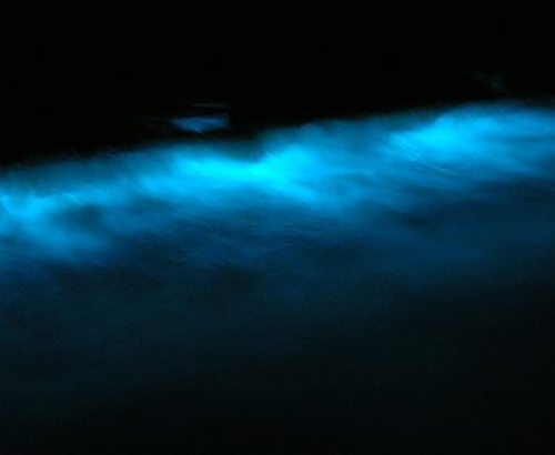 Bioluminescent plankton in the ocean waves