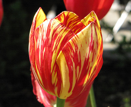 Variegated tulip red and yellow