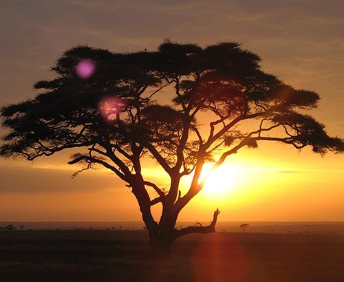 acacia tree at sunset