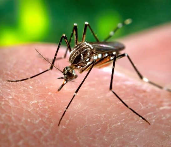 A species of mosquito (Aedes aegypti) that transmits certain diseases