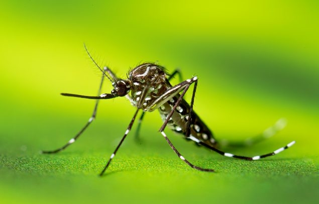 An adult Aedes aegypti mosquito; image by the CDC.