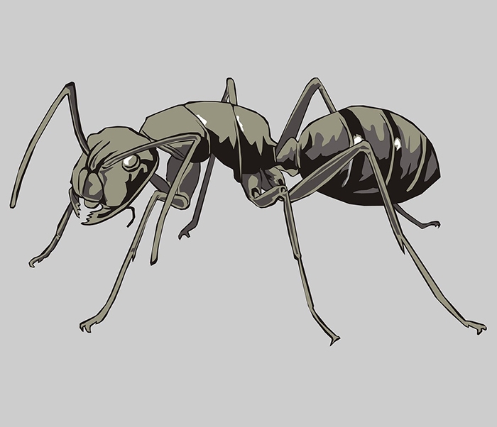 A drawing of a single ant