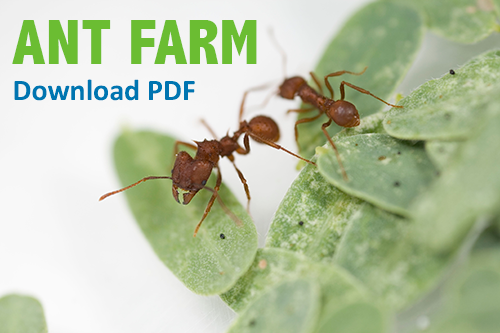 get rid of ants on virtual families 3