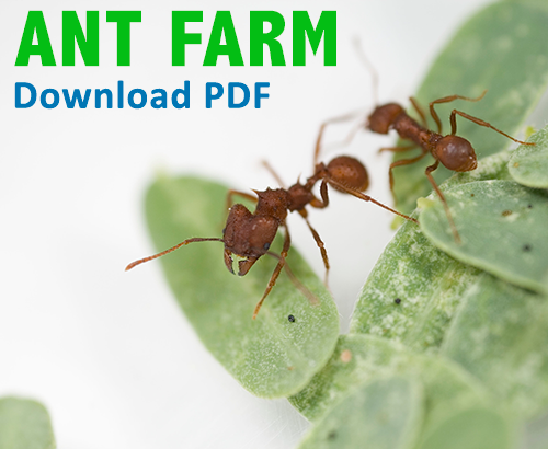 Ant farm