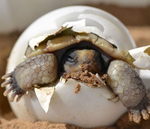 Hatching desert tortoise