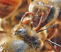 श्रमिक मधुमक्खियां अपने स्पर्श-सूत्र द्वारा संचार करते हुए | 