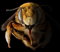 медоносна пчела која нестаје