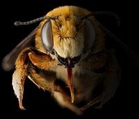 bee in shadow